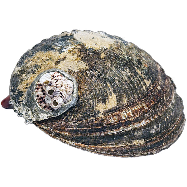 Decorative abalone shell with turquoise stones, coral on a white background bottom view