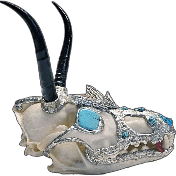 coyote skull with 2 springbok horns, 2 turquoise cabochon eyes, turquoise nuggets and an alligator scoot side view