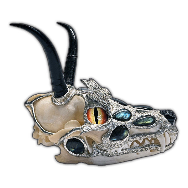 A dragon skull is sculpted out of a coyote skull, two springbok horns, eleven labradorite cabochons, glass for eyes, black tourmaline nose side view 2