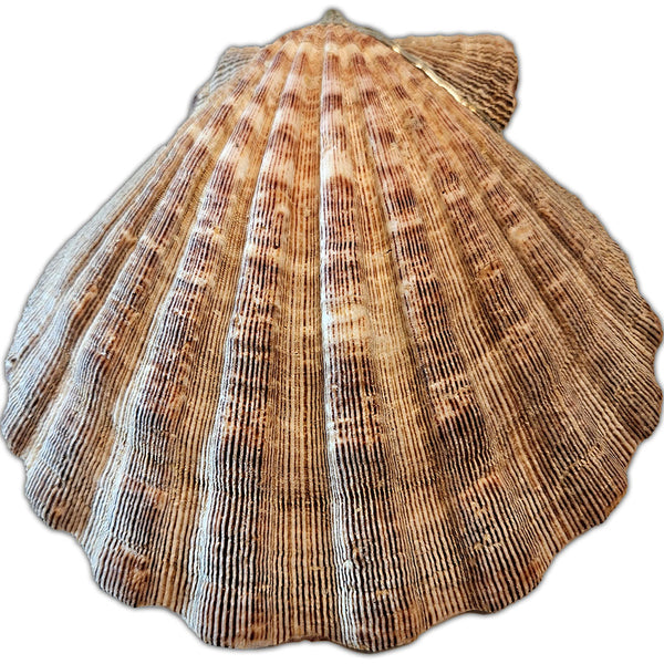 Lion paw shell bowl with turquoise Buddha head and rice pearls. Perfect decorative dish for jewelry, potpourri, or small keepsakes back view