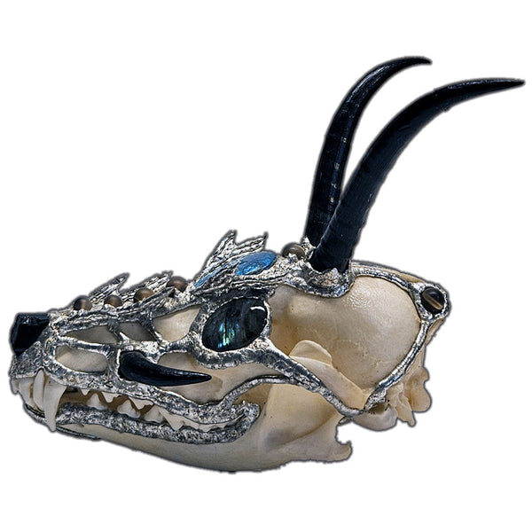 Baby dragon coyote skull, four springbok horns, two labradorite cabochons for eyes, black tourmaline nose and seven mermaid tears side view 2