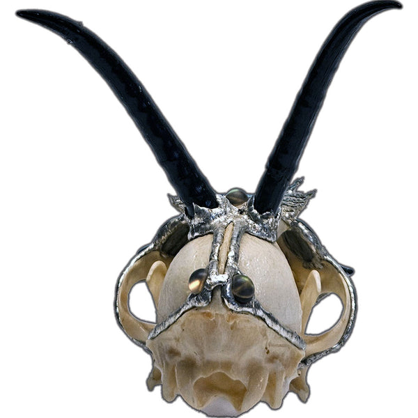 Baby dragon coyote skull, four springbok horns, two labradorite cabochons for eyes, black tourmaline nose and seven mermaid tears back view