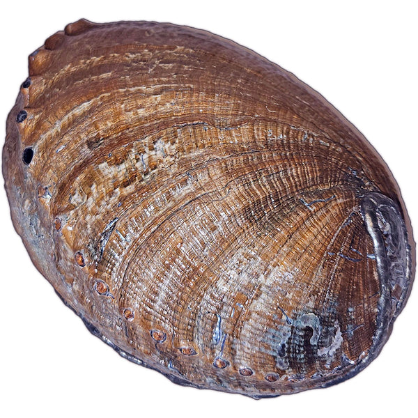 Decorative abalone shell with a labradorite carved cabochon, white pearls and a ruby crystal ball bottom view