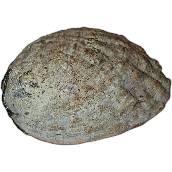 large_rare_pink_abalone_shell_with_23_multi-shaped_white_pearls_5