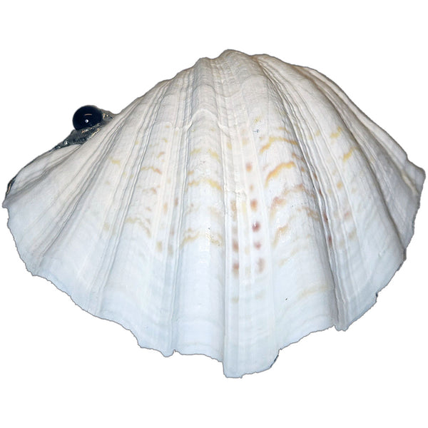 Clam shell jewelry bowl with amethyst cabochon, 3 amethyst balls, 3 small amethyst balls, 2 rectangular white pearls, white coin pearl and 3 small white pearls bottom view