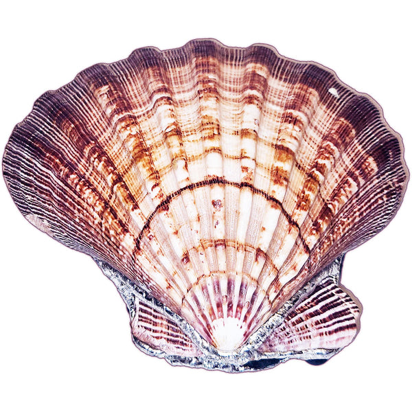 lion paw shell with mermaid tears 2