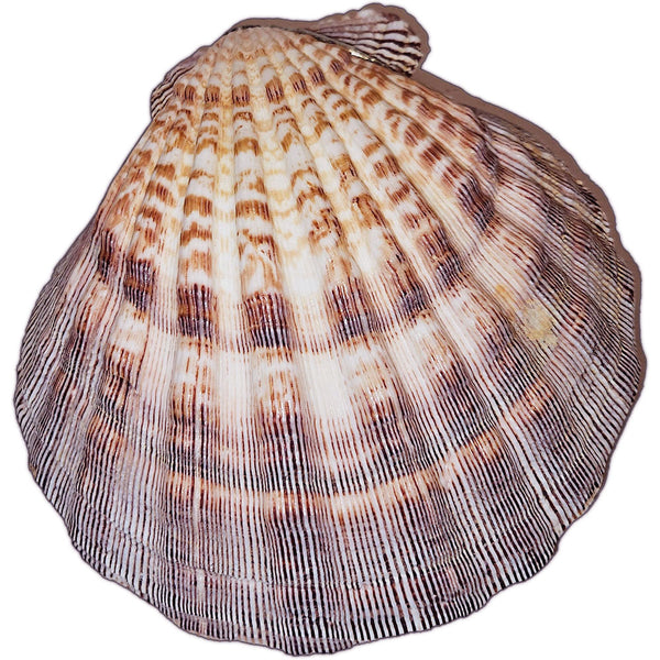 lion paw shell with labradorite and black pearls bottom view