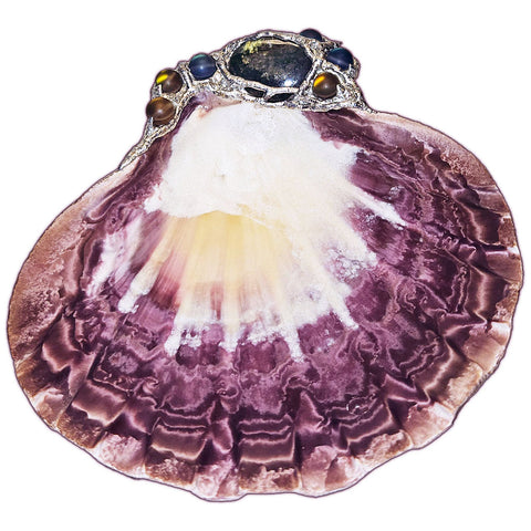 lion paw shell with mermaid tears