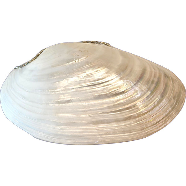 River clam shell jewelry dish with labradorite bottom view